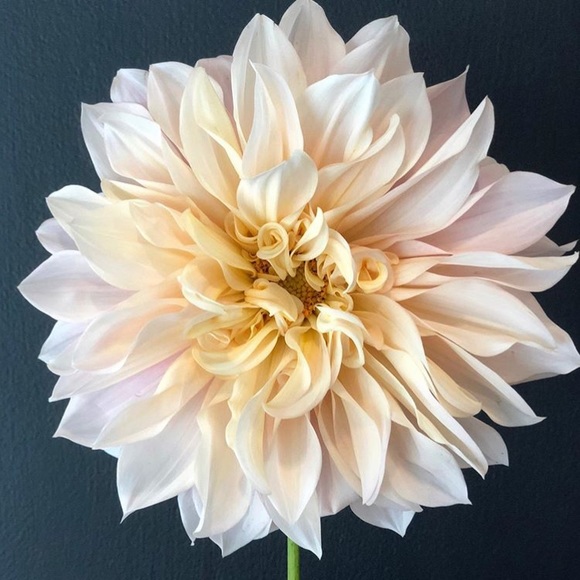 Meet your Posher, Tin - Picture 1 of 1